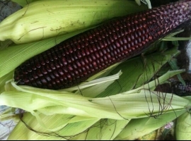 Молотая фиолетовая кукуруза, дойпак 100 г (Перу)