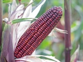 Молотая фиолетовая кукуруза, желатинизированная (клейстеризированная), дойпак 1 кг (Перу)