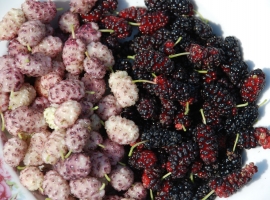 Сушеные ягоды тутовника (шелковицы) (Mulberry), дойпак 100 г (Таджикистан)