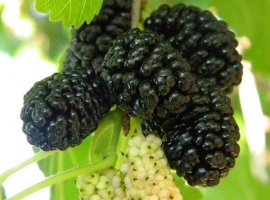 Сушеные ягоды тутовника (шелковицы) (Mulberry), дойпак 100 г (Таджикистан)