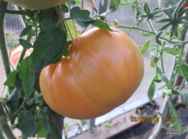 семена томата Striped German