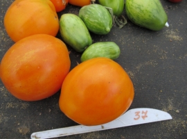 Семена томата Топаз, медовый топаз, перламутровый, ART.007