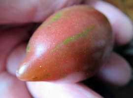 Семена томата Фиолетовая фея (Фиолетовое благоразумие)