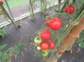 Семена томата "урецкий Монастырский полосатый