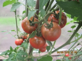 Семена томата "Вернисаж чёрный"