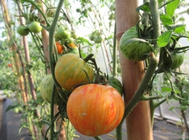Семена томата Полосы былого,ART.002