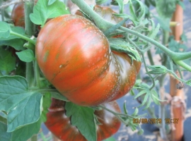 Семена томата "Большой полосатый кабан