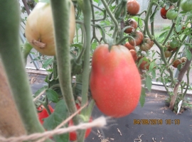 Семена томата «Ослиные уши» В переводе с английского языка сорт называется «donkey ears
