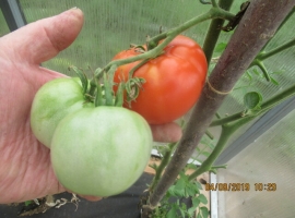 Семена томата Томат Греческий