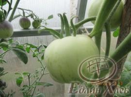 Семена томата Красный мохнатый кабан/Пушистый красный кабан, ART.087