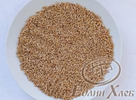 Зерно органической пшеницы однозернянки, 5 кг