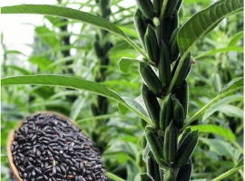 Семена черного кунжута (Black sesame seeds), пакет 400 г (Индия)