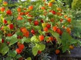 Физалис, ягоды сушеные, дойпак 100 г (Перу)