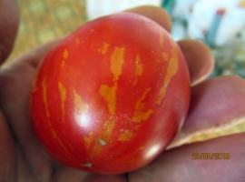 томат полосатый смайлик