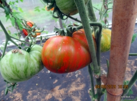 семена томата Беркли Тай-Дай Зеленый