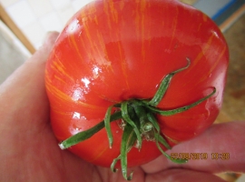 Семена томата Брильянтовые ноги (Алмазные ноги)