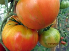 Семена помидор "Красная Зебра"