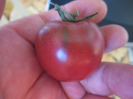 Семена томата "Вернисаж чёрный"
