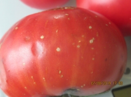 Семена томата "Граффити розовый"