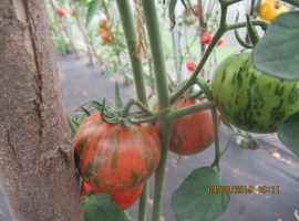 Семена томата "Райская акварель
