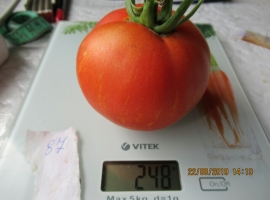 Семена томата "Красный мохнатый кабан/Пушистый красный кабан"
