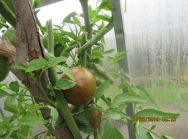 Семена томата "Черно-коричневый кабан"