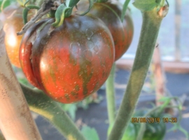 Семена томата "Черно-коричневый кабан"