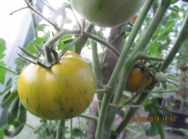 Семена томата "Сибирский Малахит"