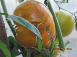 Семена томата "Изумрудное Яблоко"