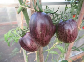 Семена томата "Атомный виноград Брэда"