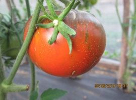 Семена томата Топаз, медовый топаз, перламутровый, ART.007
