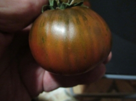 Семена томата "Ферма диких кабанов"
