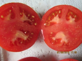 Семена томата " Пышная королева"
