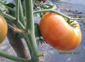 Семена томата "Гном Розовая страсть