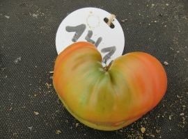 Семена томата "Гном Розовая страсть