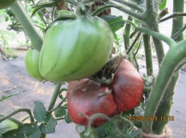 Семена томата "Гном Пурпурное сердце"