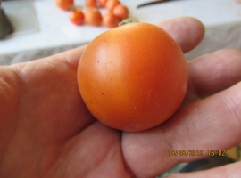 Семена томата "Томат Оранжевый Персик"