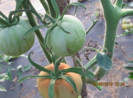 Семена томата Эльберта персиковая, ART.154