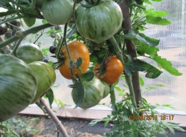 Семена томата "Основные цвета"