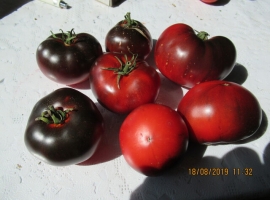 Семена томата "Красный уголь"