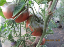 Семена томата "Шоколадный"