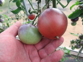 Семена томата Каштановый шоколад