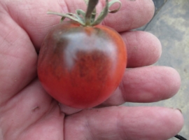 Семена томата Полуночный выбор