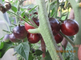 Семена томата Танцы со смурфами