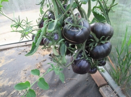 Семена томата Черная красавица