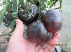 Семена томата Черная красавица