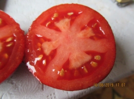 Семена томата Карлик(гном) Дамасская Сталь