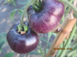 Семена томата Сочная Красотка (Прекрасный Пышный)