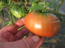 Семена томата Кларио пурпл / Фиолетовый Кларио 