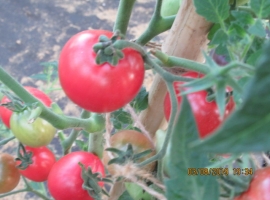 Семена томата Синий томат индиго Гаргамель/Голубой томат игра цвета индиго, ART.207